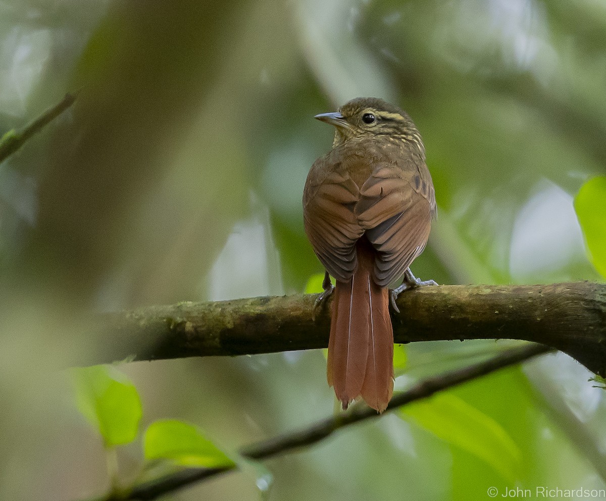 Rusty-winged Barbtail - ML517684011