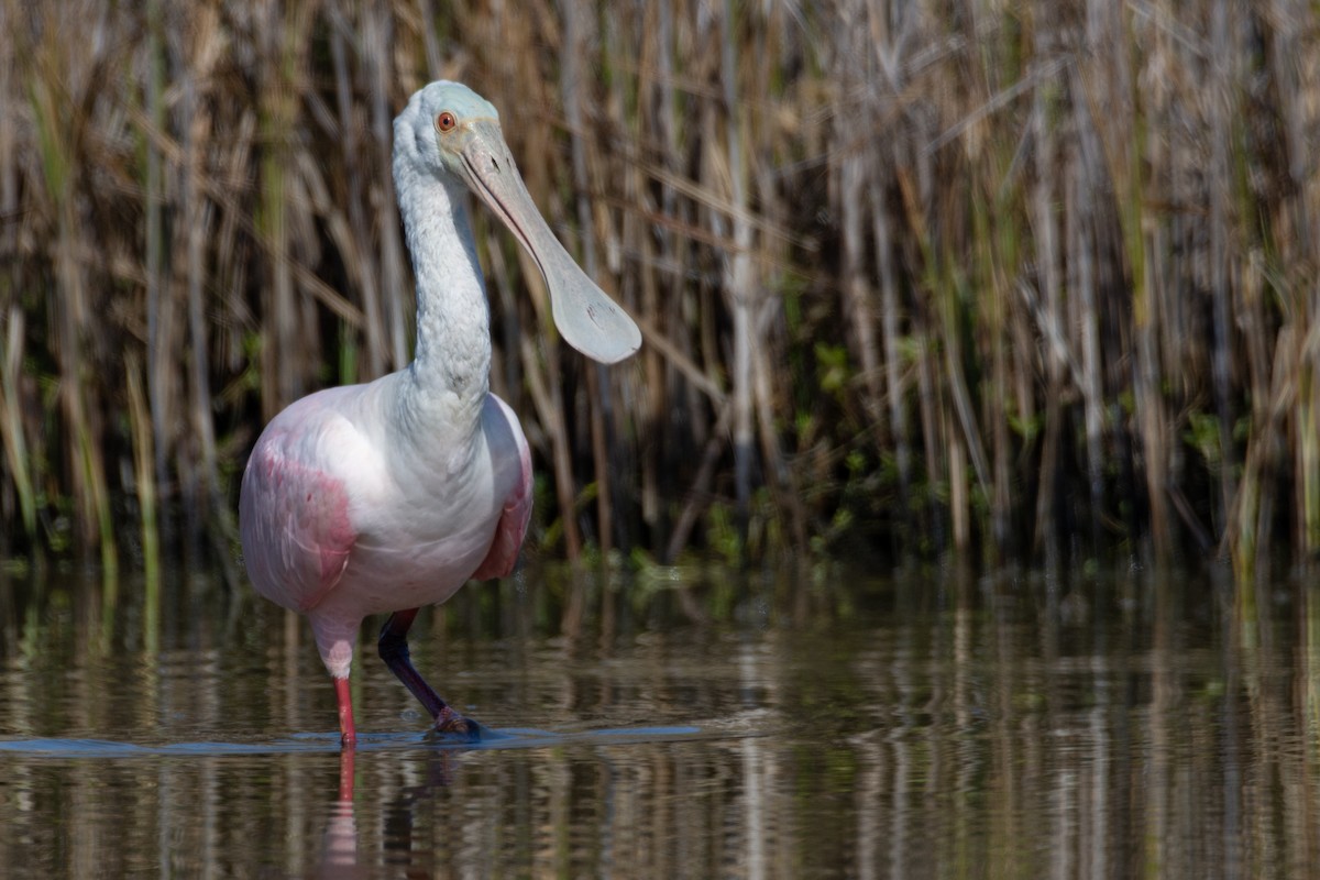 Roseate Spoonbill - ML517684501