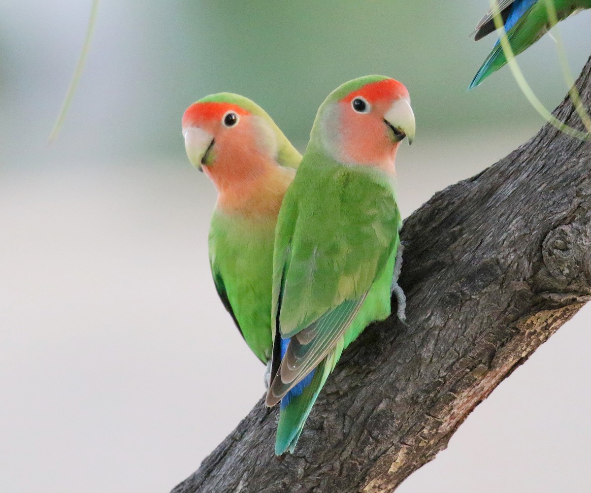 Rosy-faced Lovebird - Kenneth Trease