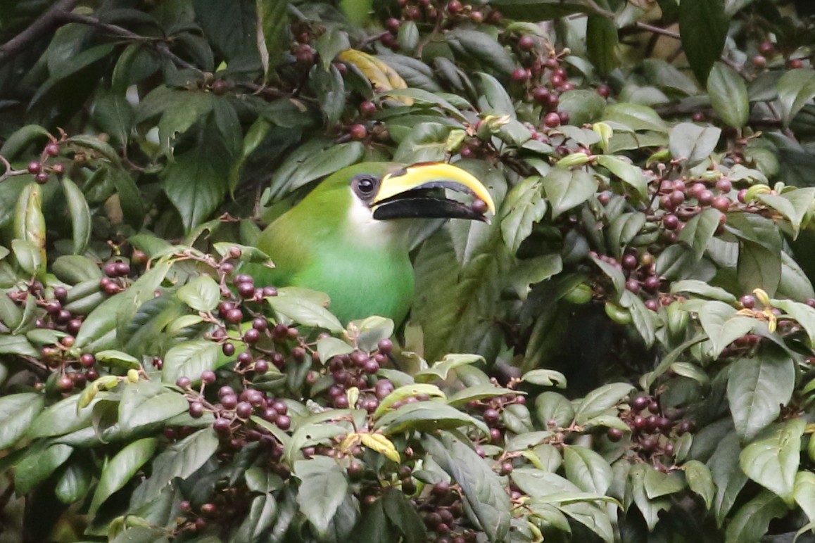 Northern Emerald-Toucanet - ML517685041