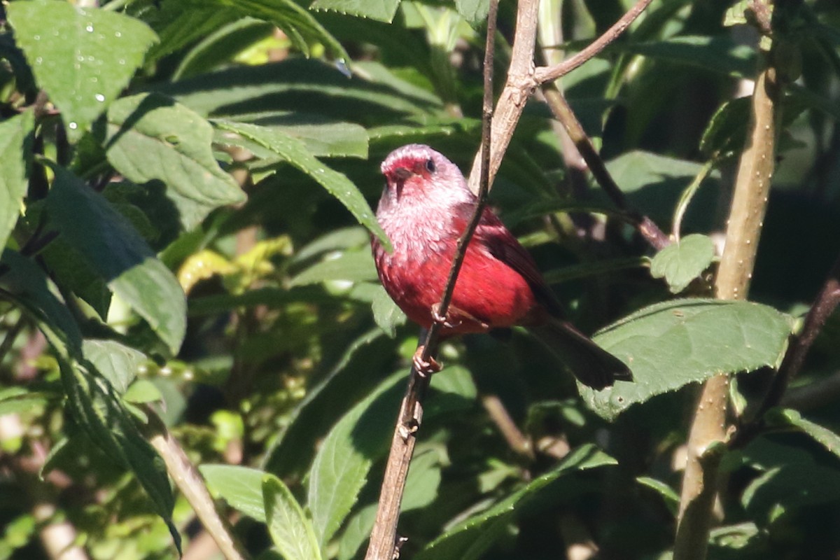 Pink-headed Warbler - Linda Pittman