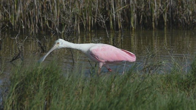 Roseate Spoonbill - ML517685291