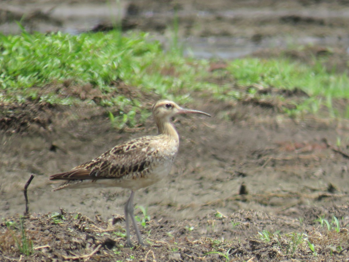 Little Curlew - chris read