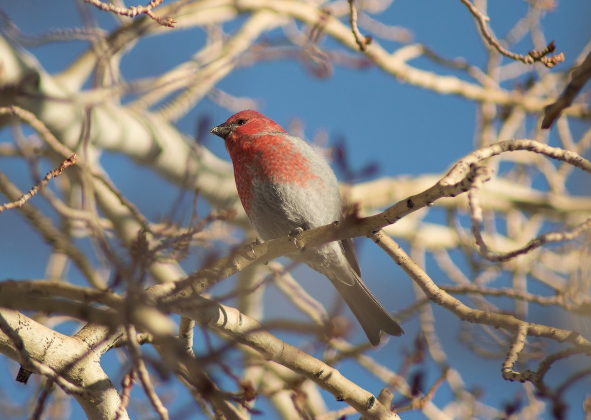 Pine Grosbeak (Rocky Mts.) - ML517687591