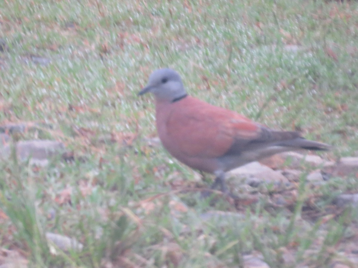 Red Collared-Dove - ML517688651