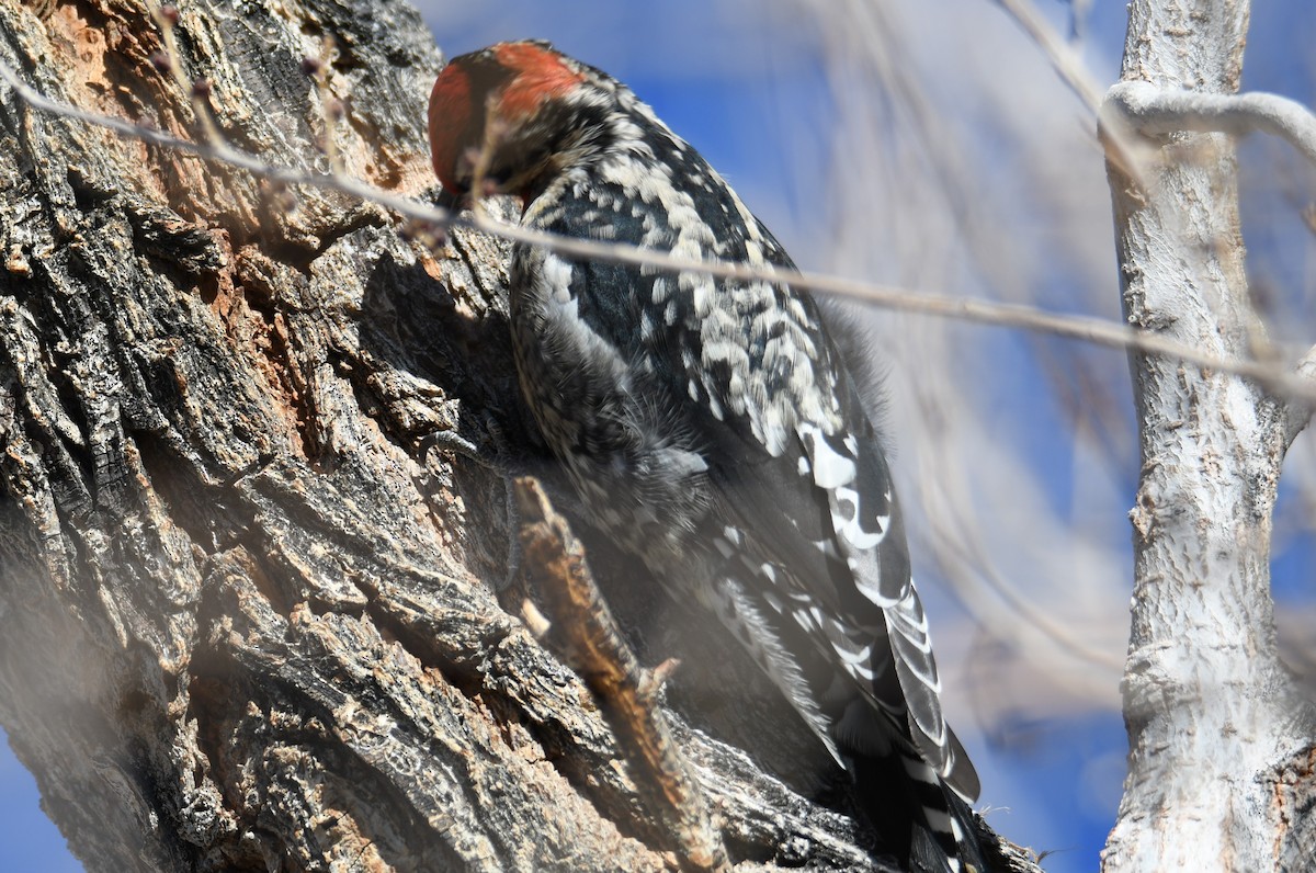 Red-naped Sapsucker - ML517690591