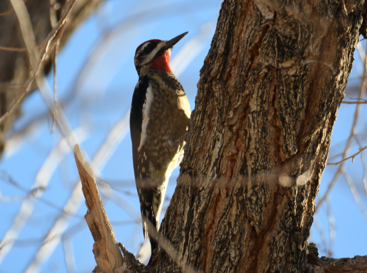 Red-naped Sapsucker - ML517690601