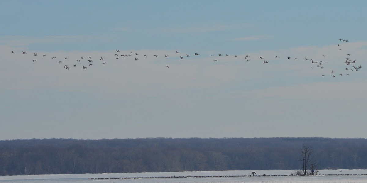 Sandhill Crane - ML517690841