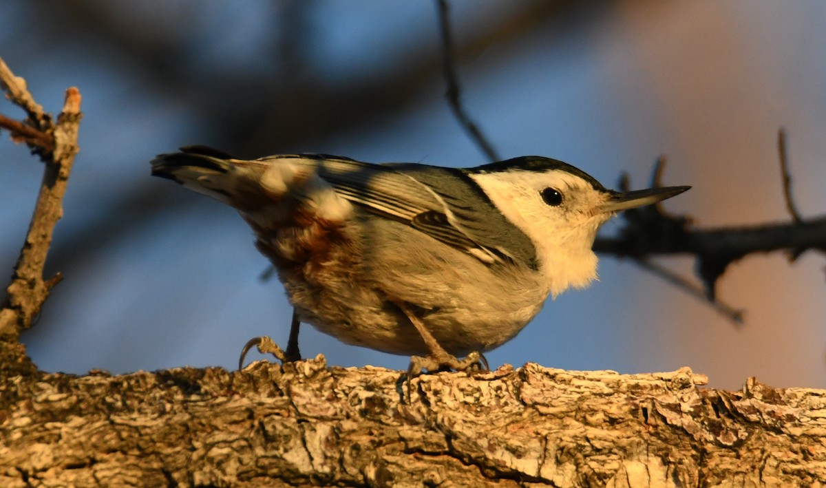 White-breasted Nuthatch (Pacific) - Colin Dillingham