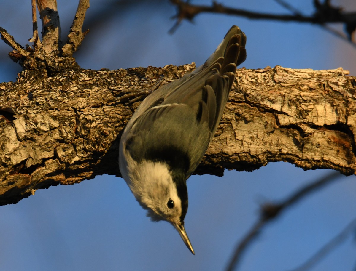 White-breasted Nuthatch (Pacific) - Colin Dillingham