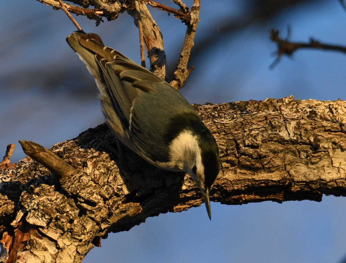 White-breasted Nuthatch (Pacific) - Colin Dillingham