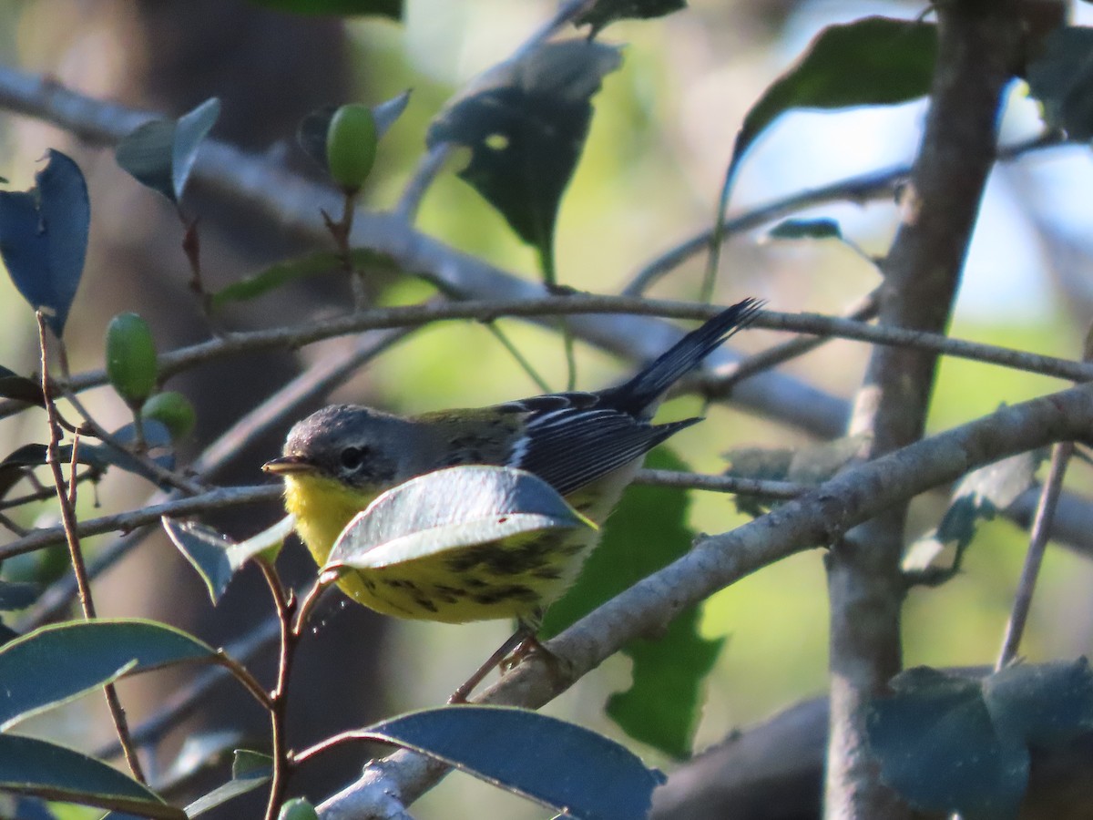 Magnolia Warbler - Francisco Emilio Roldan Velasco Tuxtla Birding Club - Chiapas