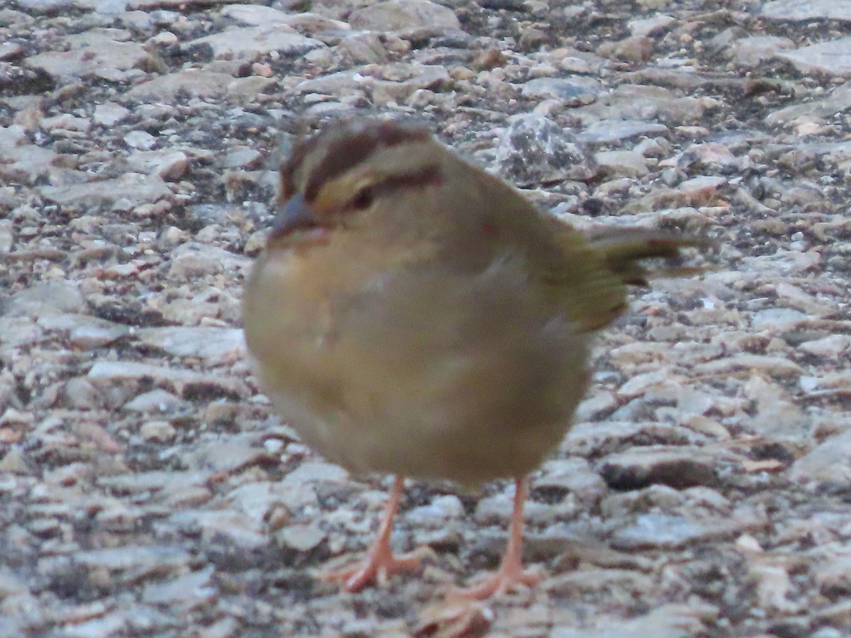 Olive Sparrow - ML517691121