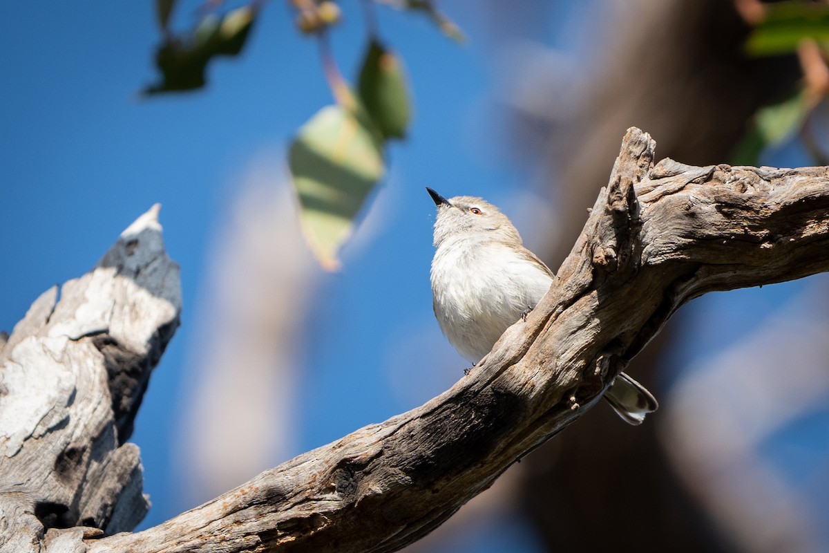 Western Gerygone - ML517691271