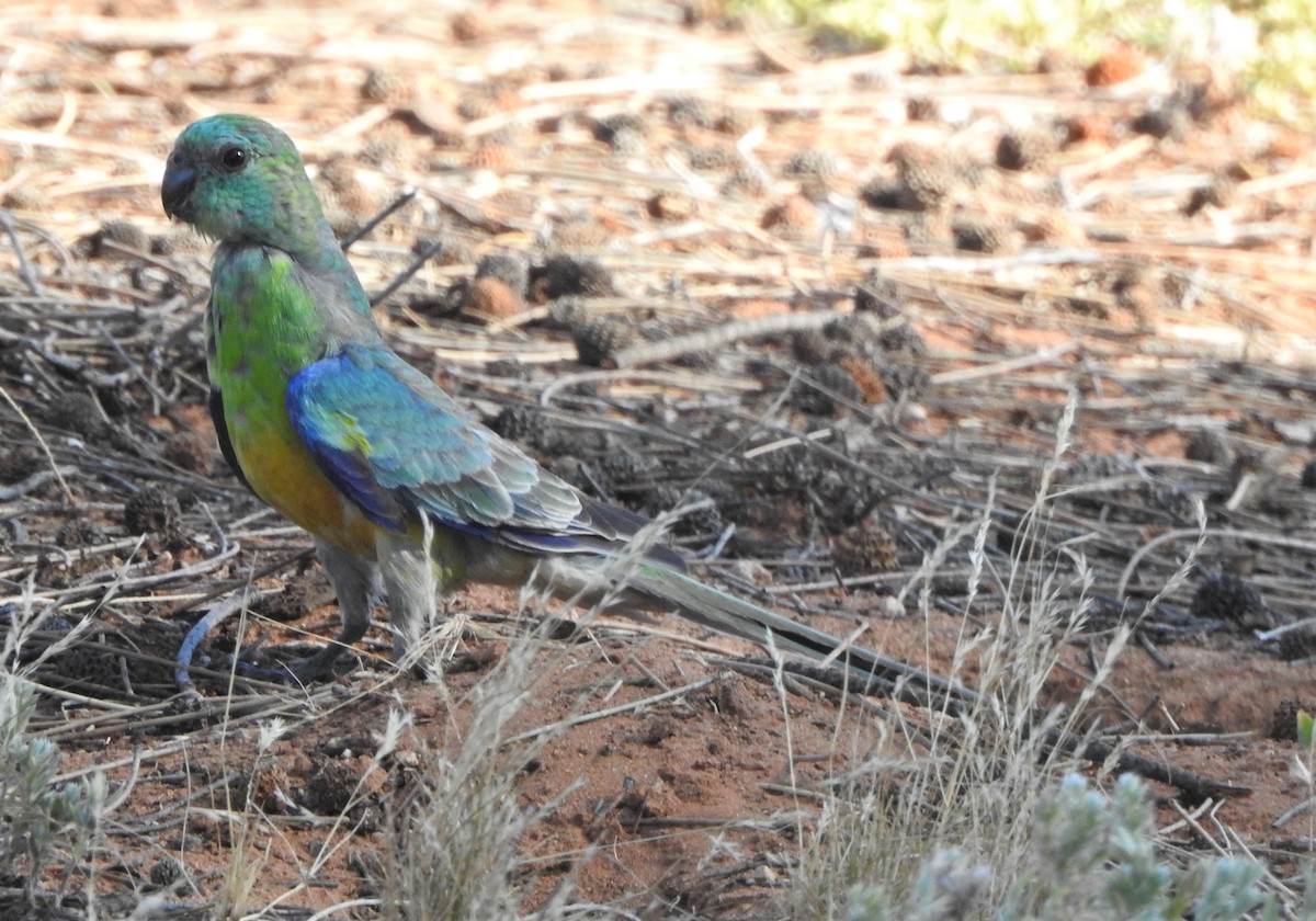 Red-rumped Parrot - ML517692231