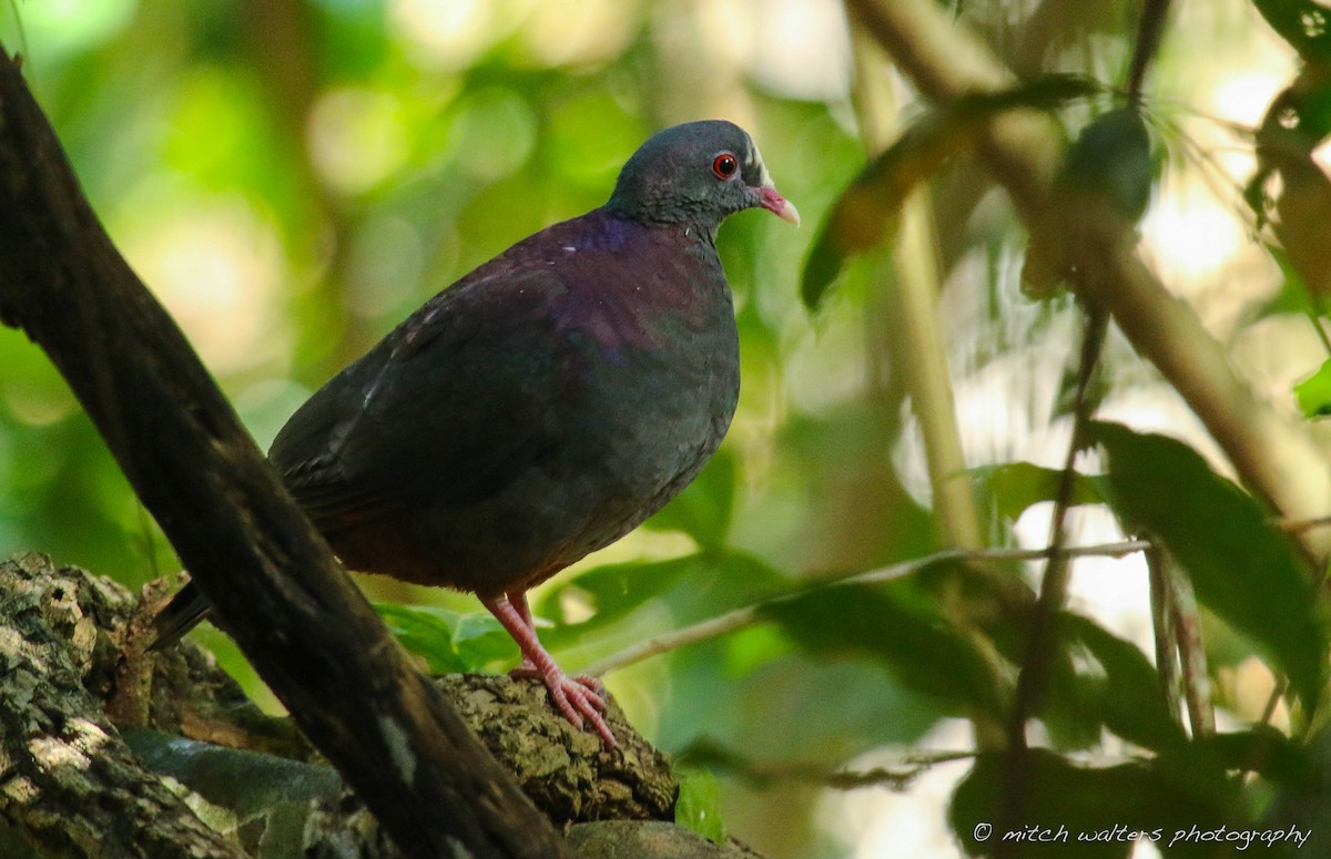 White-fronted Quail-Dove - ML51769231