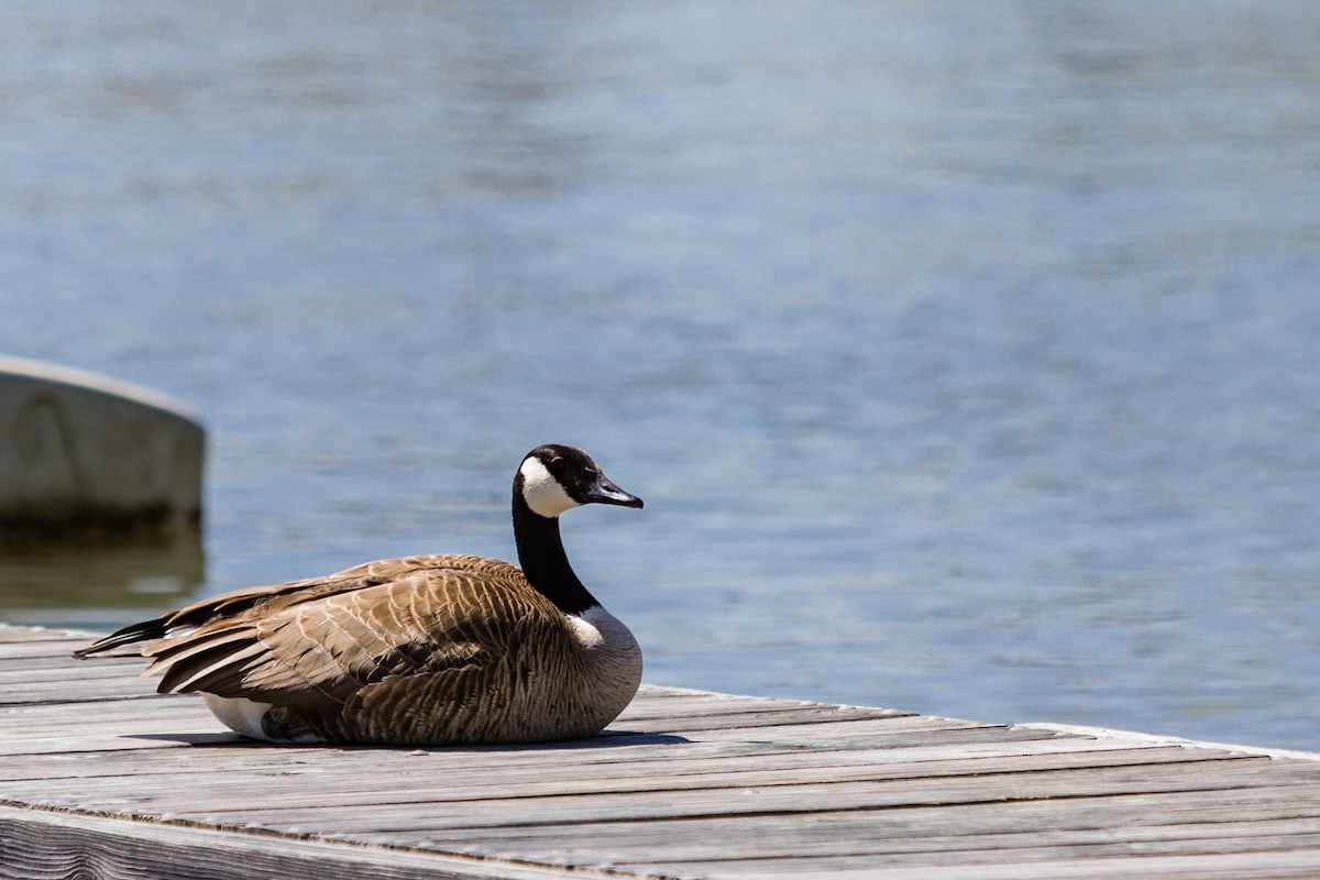 Canada Goose - ML517692311