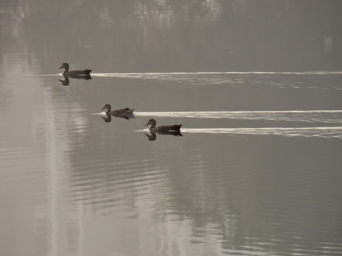 Gadwall - ML517692331