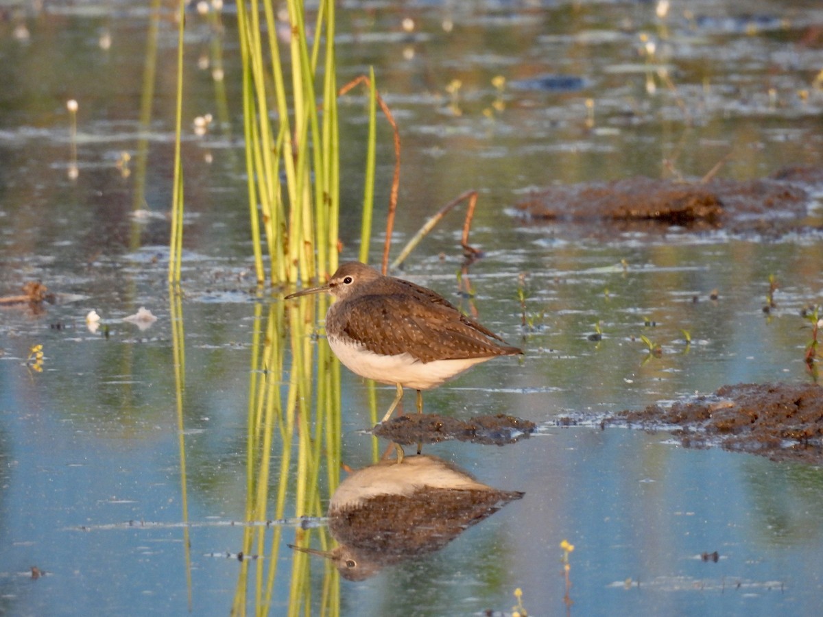 Green Sandpiper - ML517692371