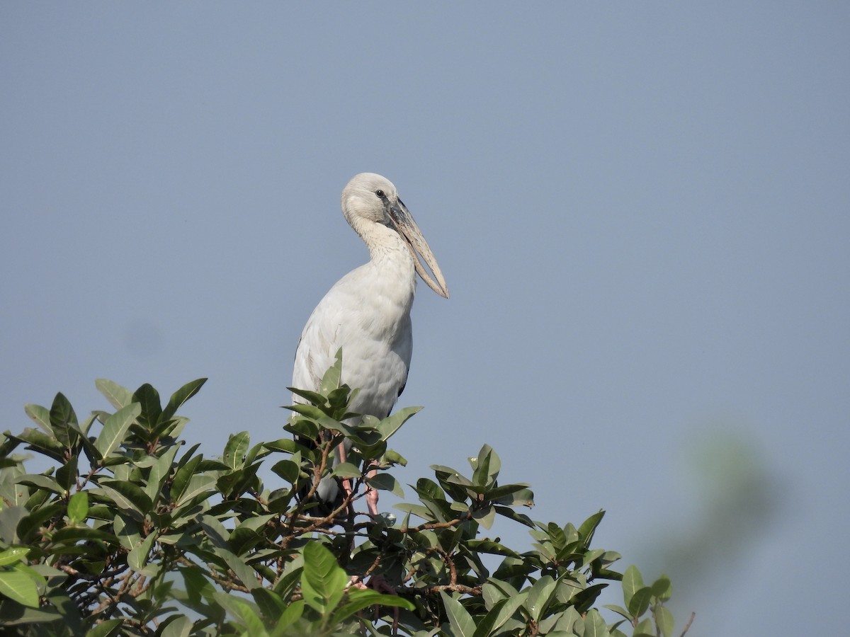Asian Openbill - ML517692411