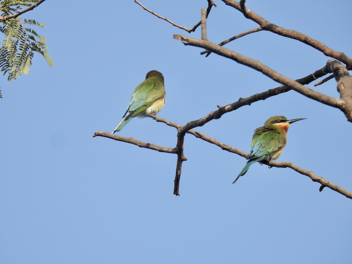 Blue-tailed Bee-eater - ML517692501