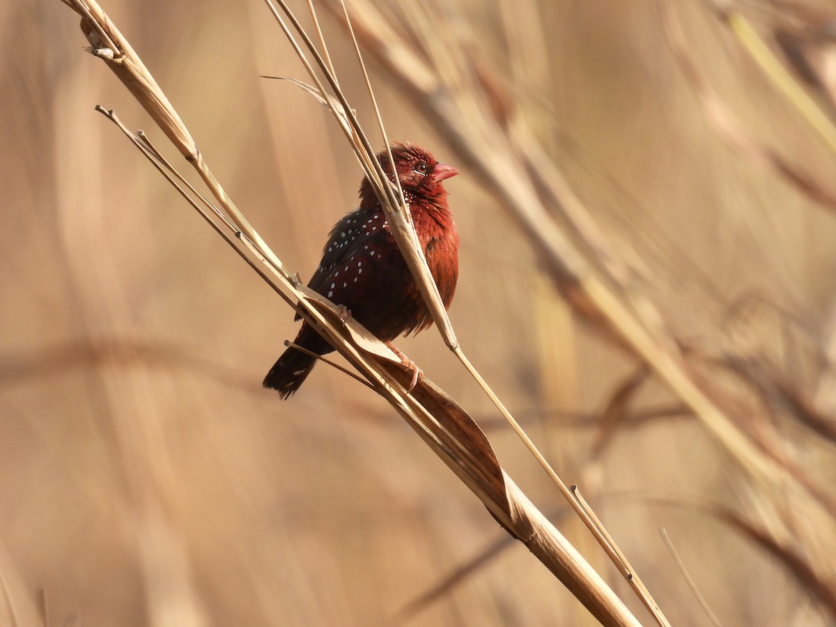 Red Avadavat - ML517692531