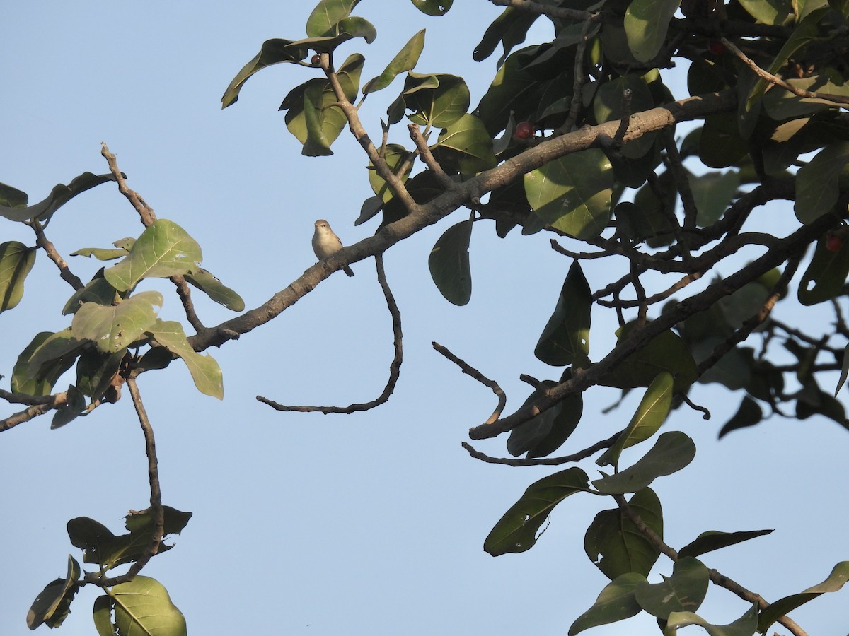 Sykes's Warbler - ML517692591