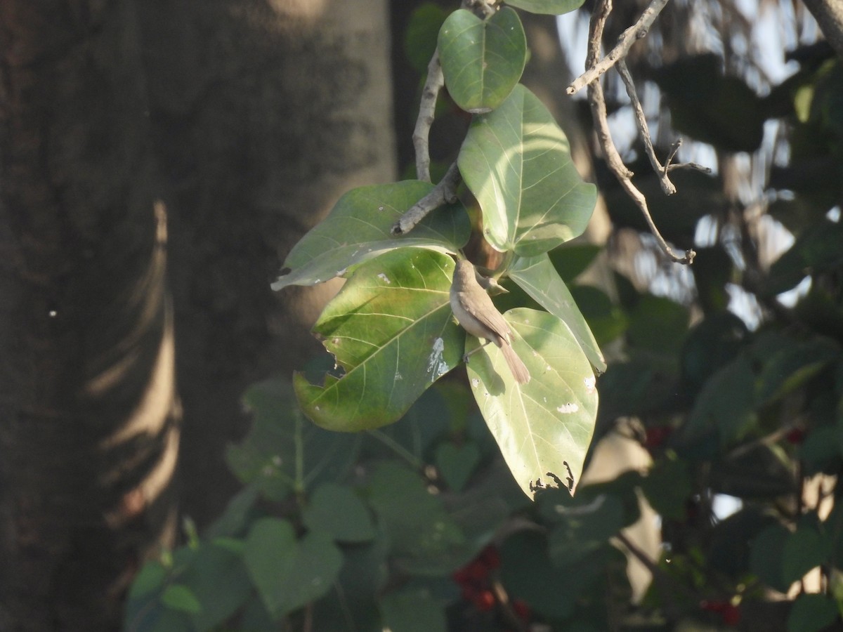 Sykes's Warbler - ML517692601