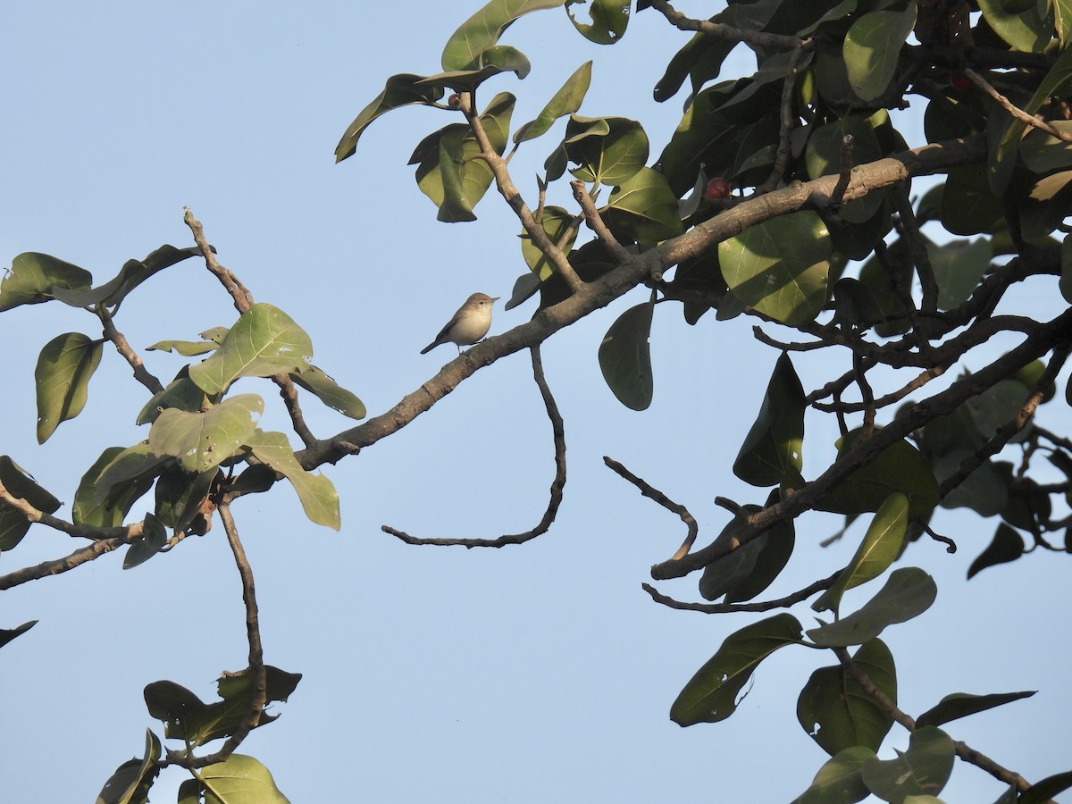 Sykes's Warbler - ML517692611