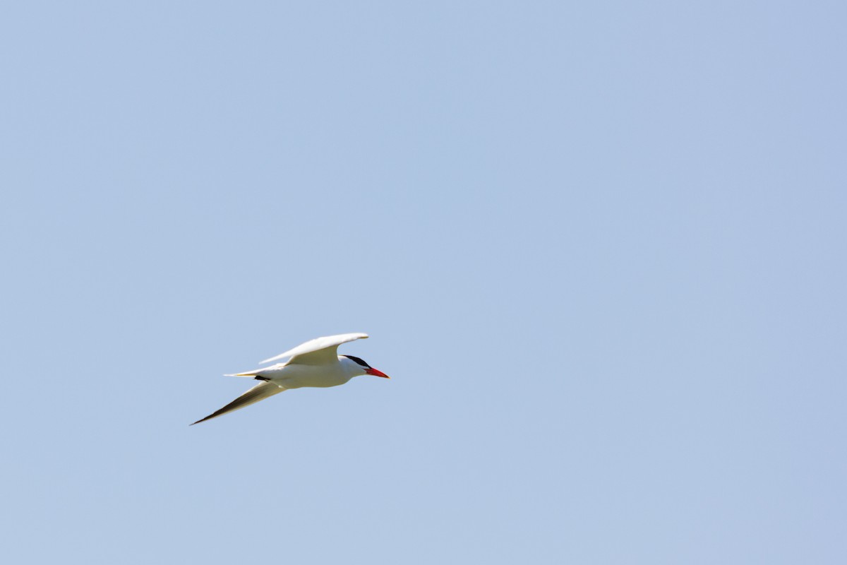 Caspian Tern - ML517692641