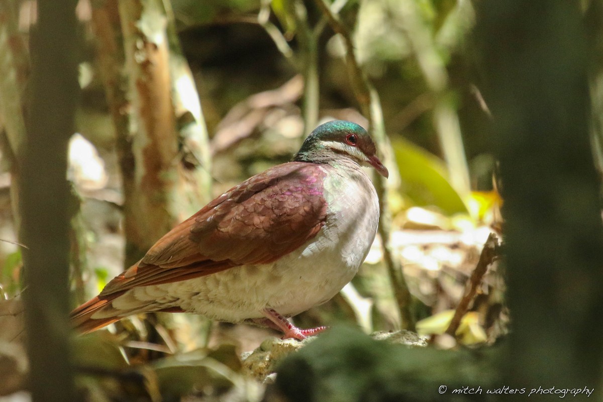 Key West Quail-Dove - ML51769271