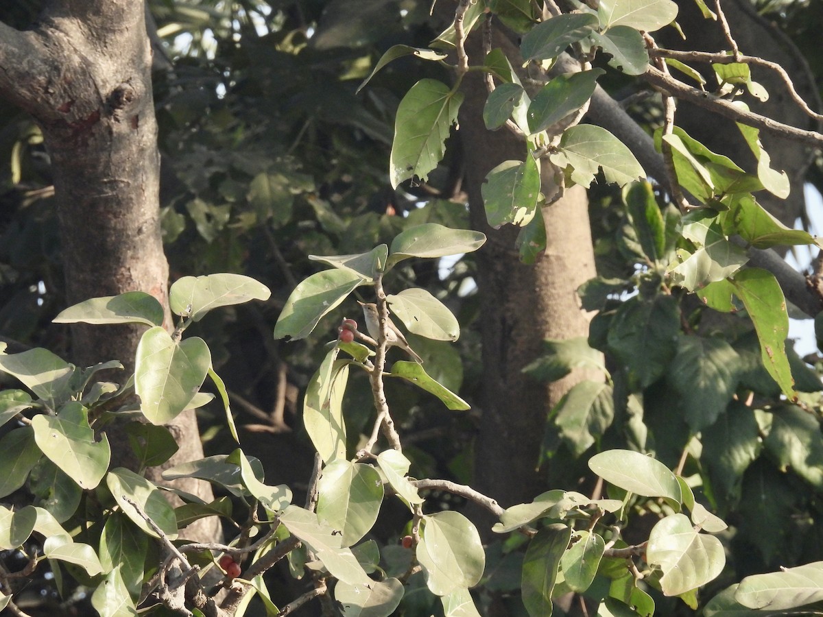 Sykes's Warbler - ML517693081