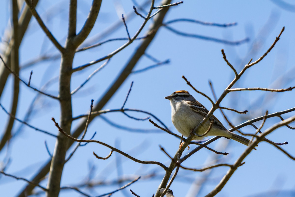 Chipping Sparrow - Christopher Paterson