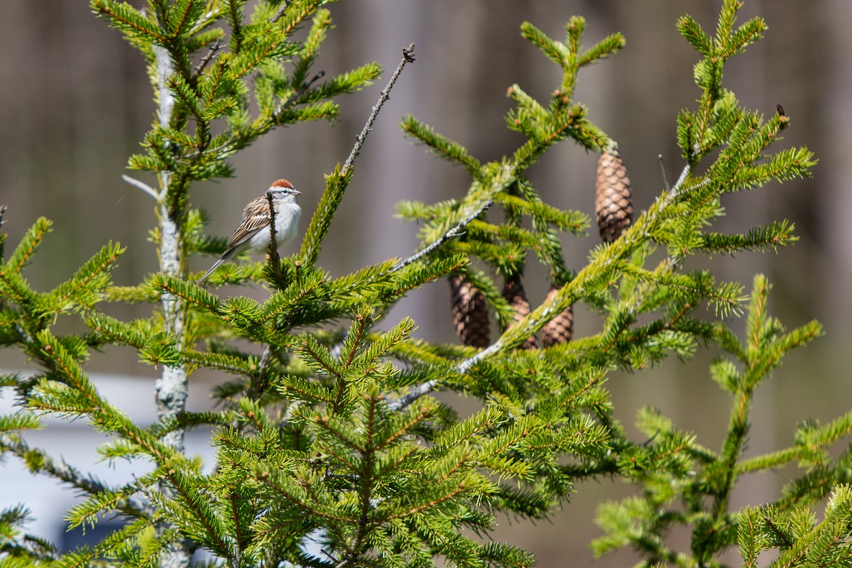 Chipping Sparrow - ML517693271