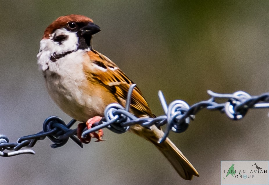 Eurasian Tree Sparrow - ML517693321