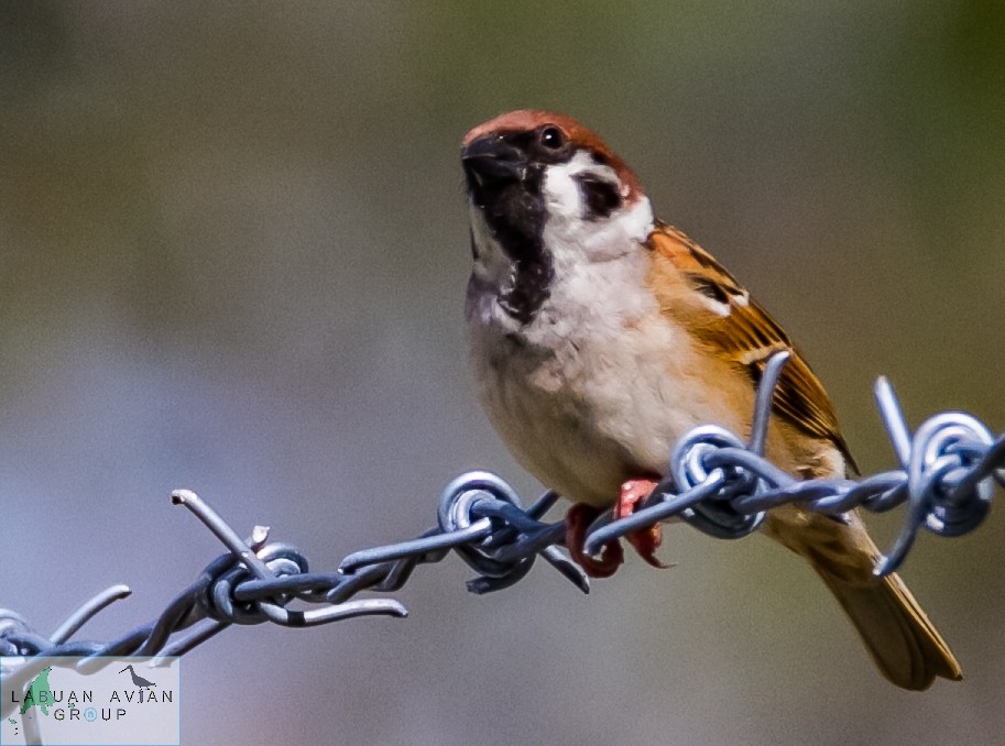 Eurasian Tree Sparrow - ML517693331