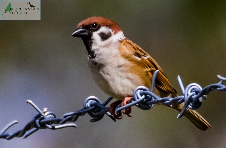 Eurasian Tree Sparrow - ML517693341