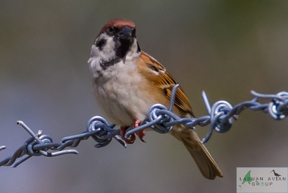 Eurasian Tree Sparrow - ML517693351