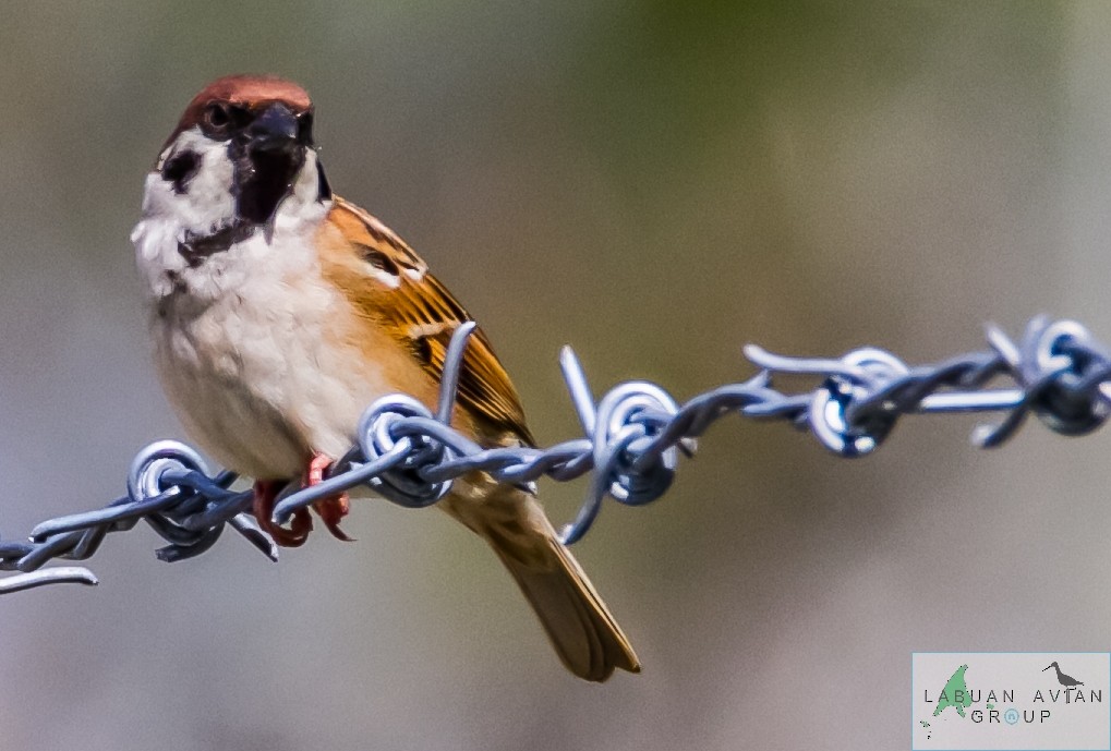 Eurasian Tree Sparrow - ML517693361