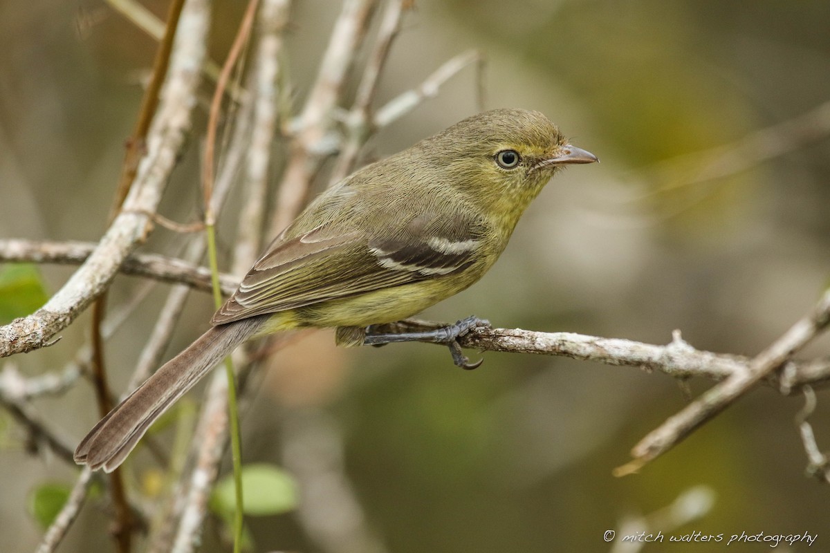 Flat-billed Vireo - ML51769401