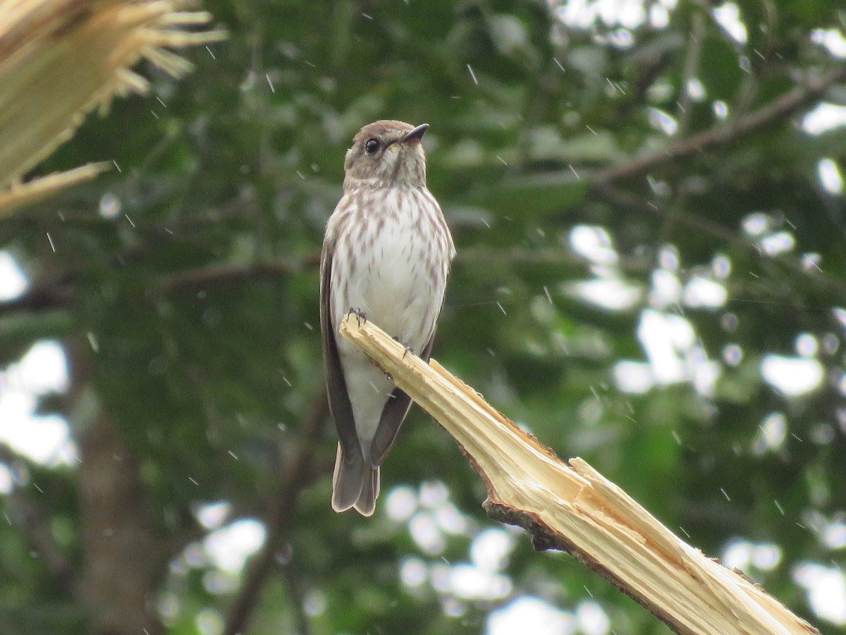 Gray-streaked Flycatcher - ML517694071