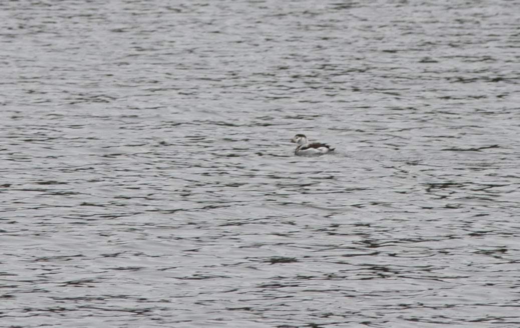 Long-tailed Duck - Eric Beck