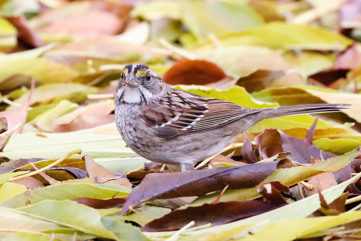 White-throated Sparrow - ML517694861