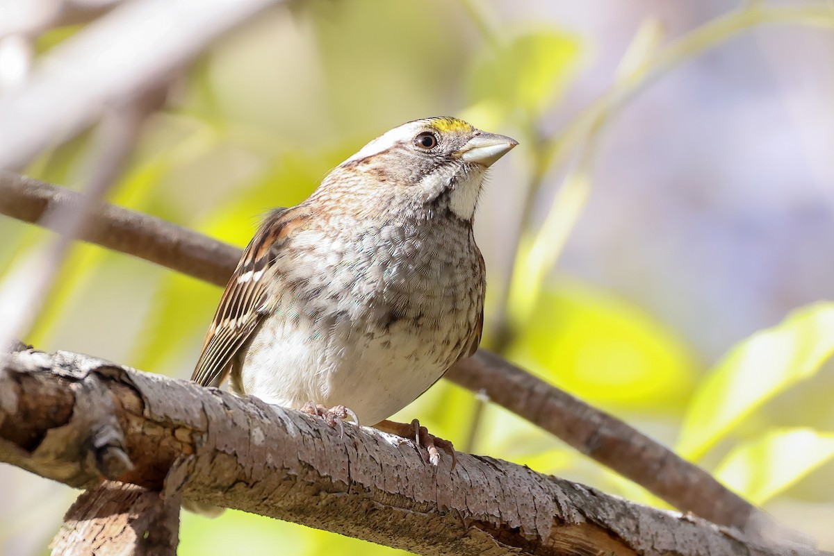 White-throated Sparrow - ML517694881