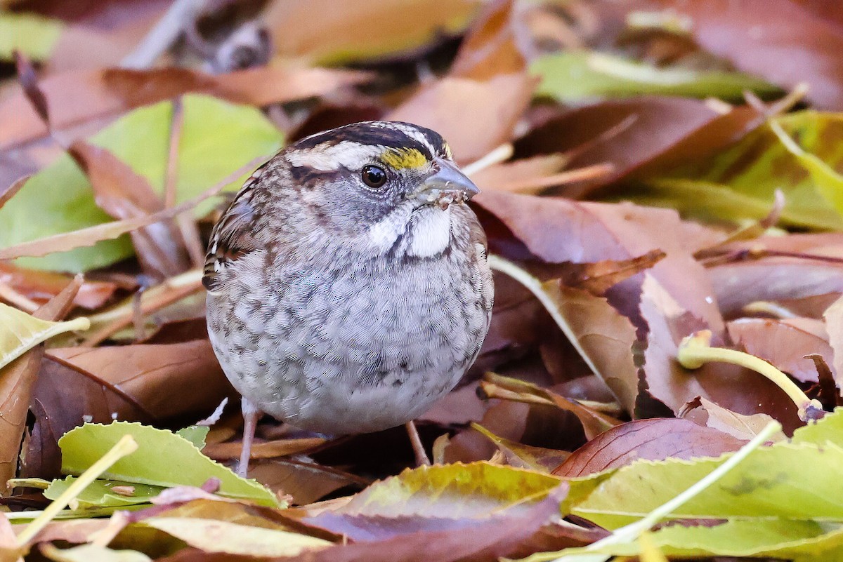 White-throated Sparrow - ML517694911