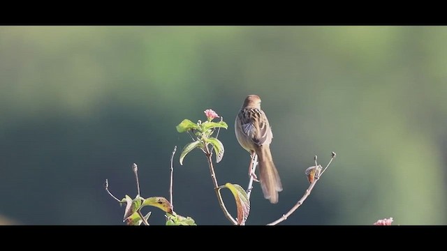 Tawny Grassbird - ML517695751