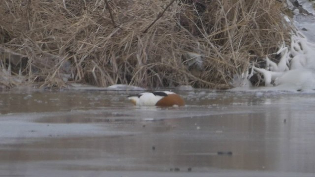 Common Shelduck - ML517697131