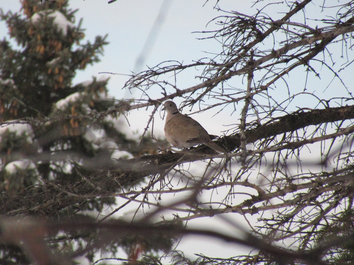 Eurasian Collared-Dove - Pete Gillig