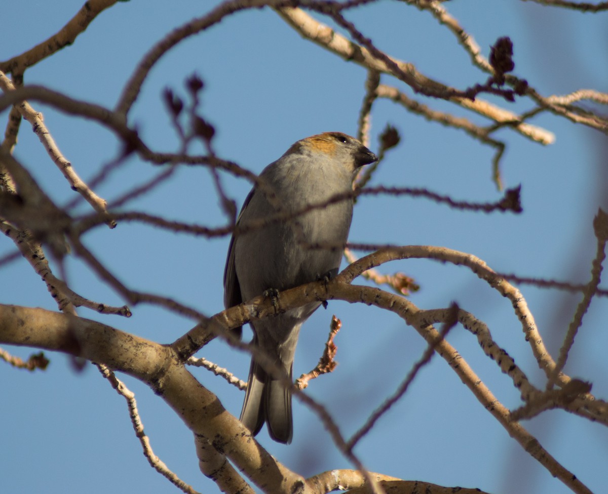 Pine Grosbeak (Rocky Mts.) - ML517698861