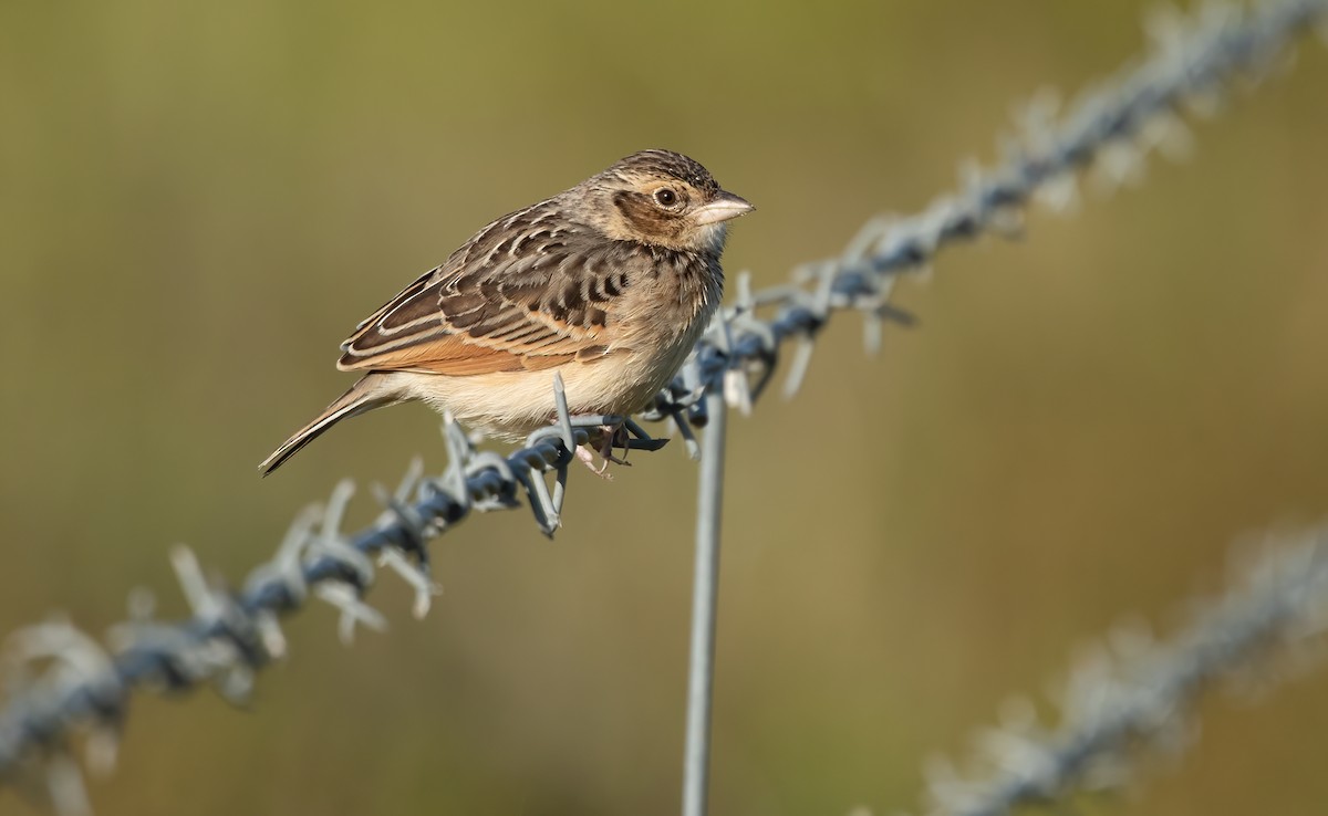 Singing Bushlark (Australasian) - ML517698971